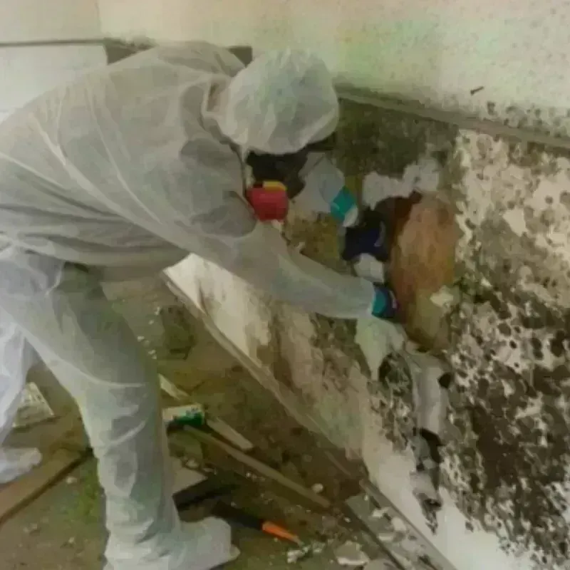 Mold Remediation and Removal in Buhler, KS